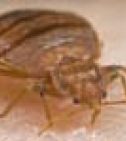 bedbug_thumb_7_manhattan_exterminator